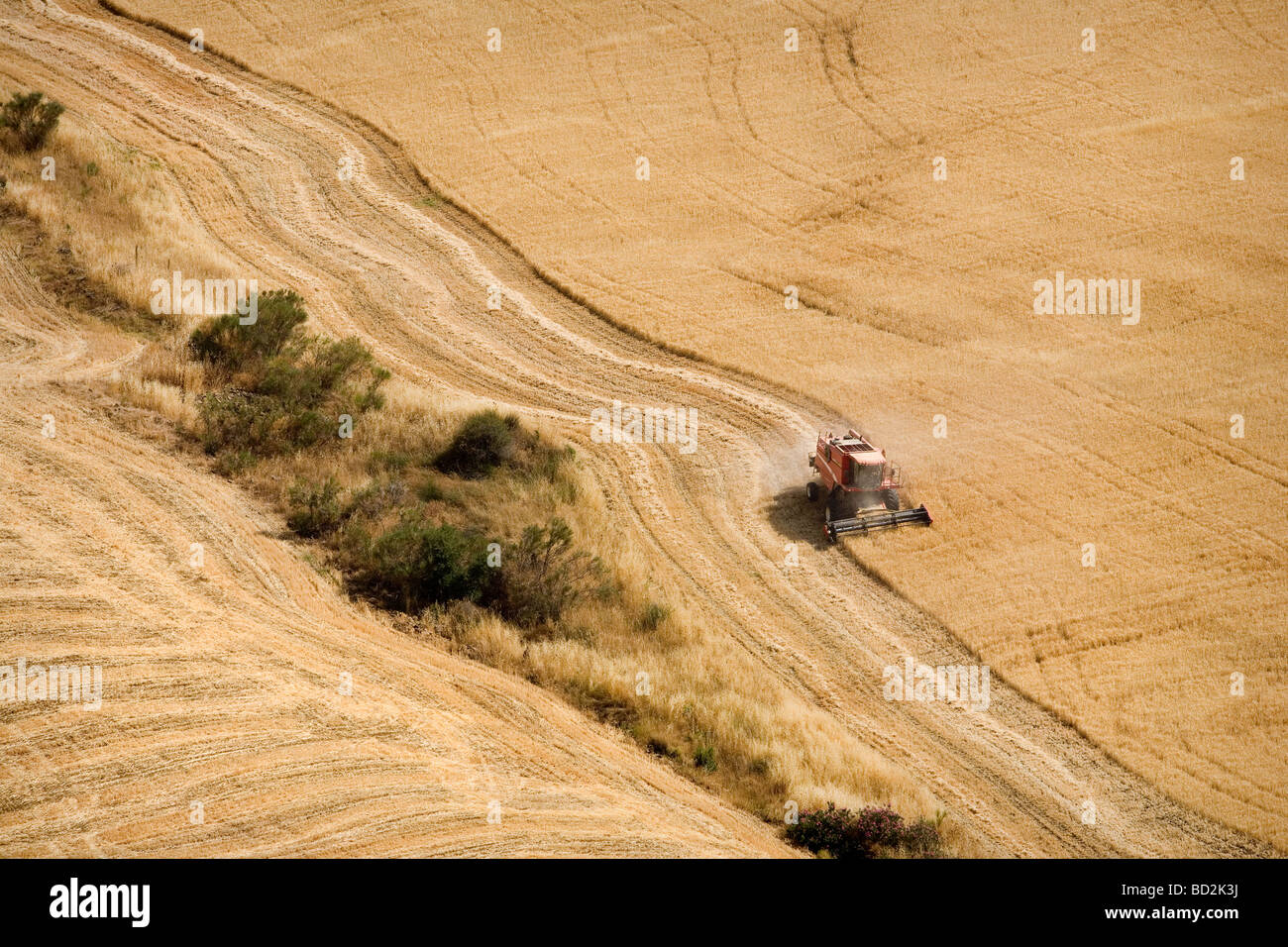 Une moissonneuse-batteuse au travail dans les domaines de l'Andalousie, Espagne Banque D'Images