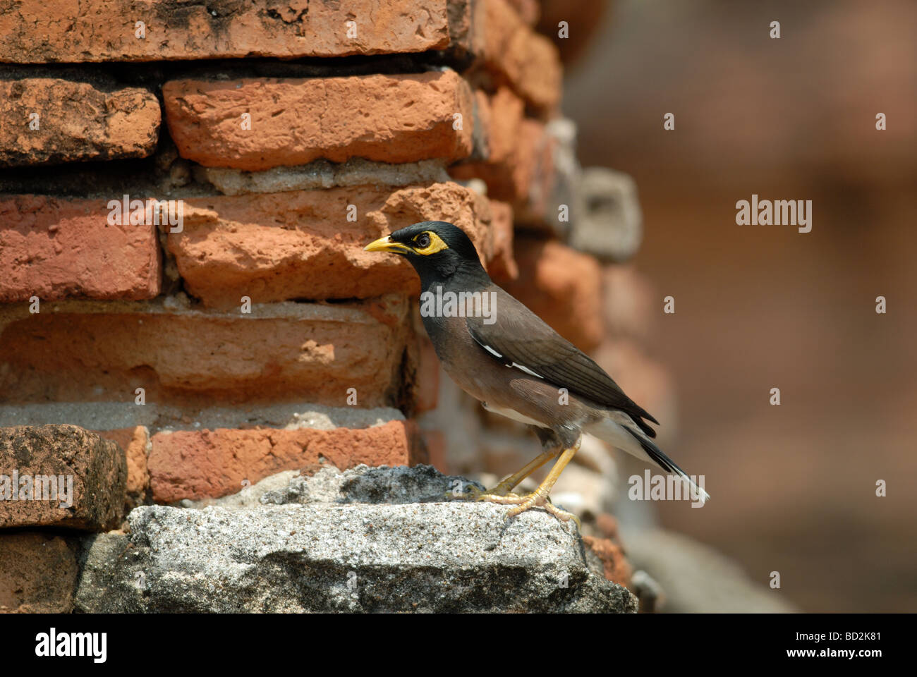 Myna commun / Indian Myna (Acridotheres tristis) Banque D'Images