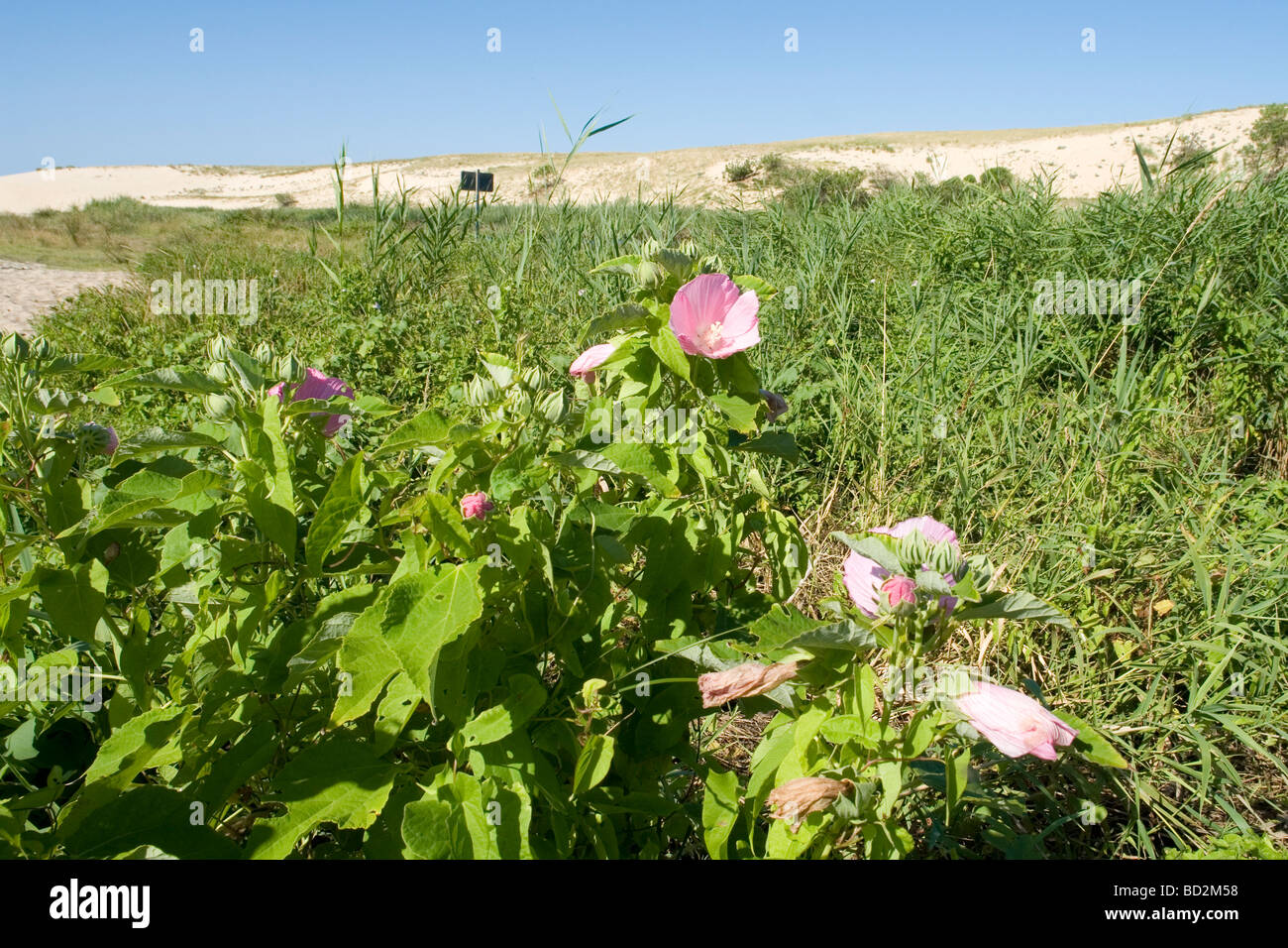 Hibiscus indigènes (Swamp mauve rose), par la rivière Huchet (Landes - France). Hibiscus des marais, le long du courant d'Huchet. Banque D'Images