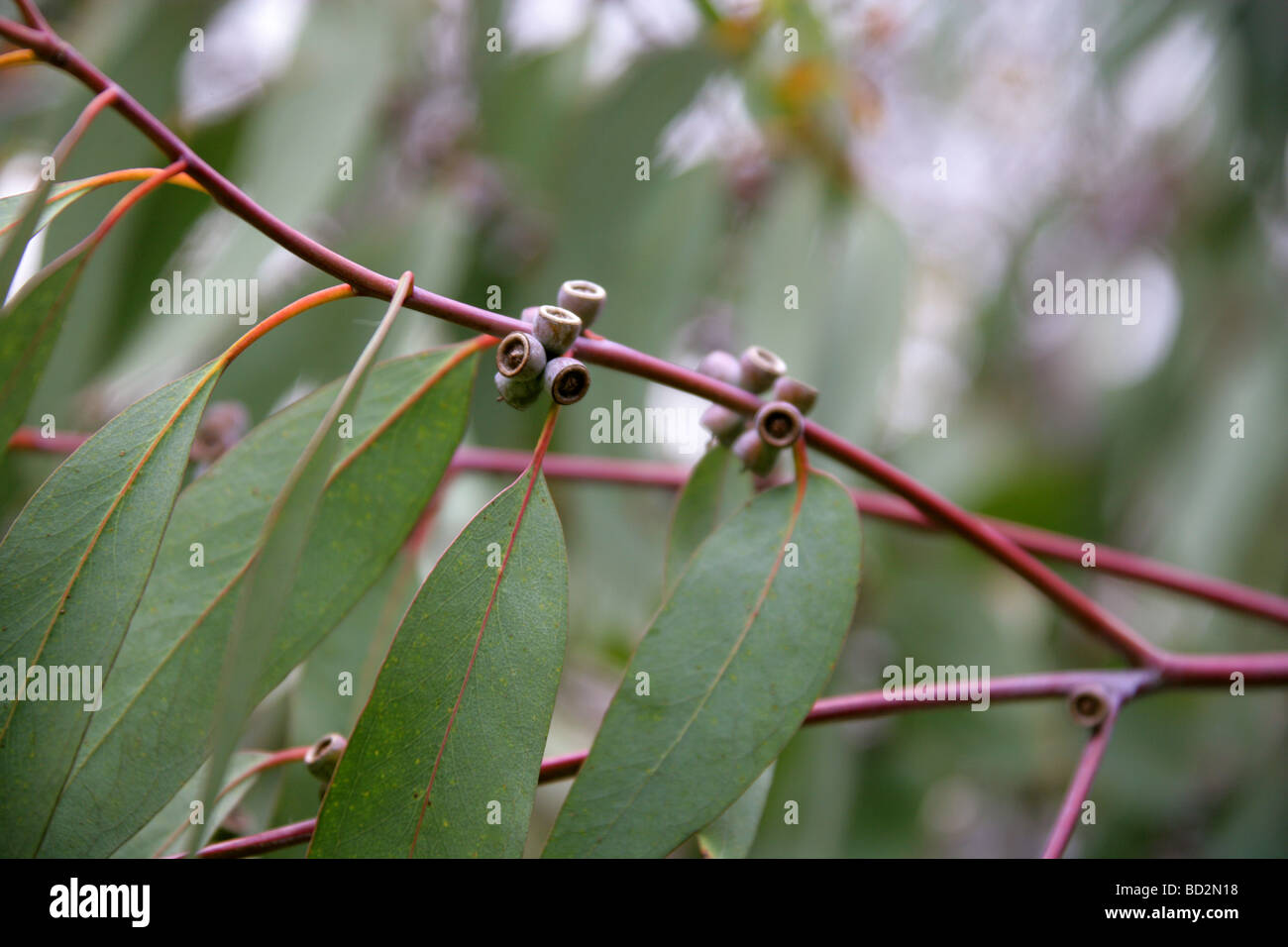 Spinning Gum Tree, Eucalyptus perriniana, Myrtaceae, Victoria, Australie Banque D'Images