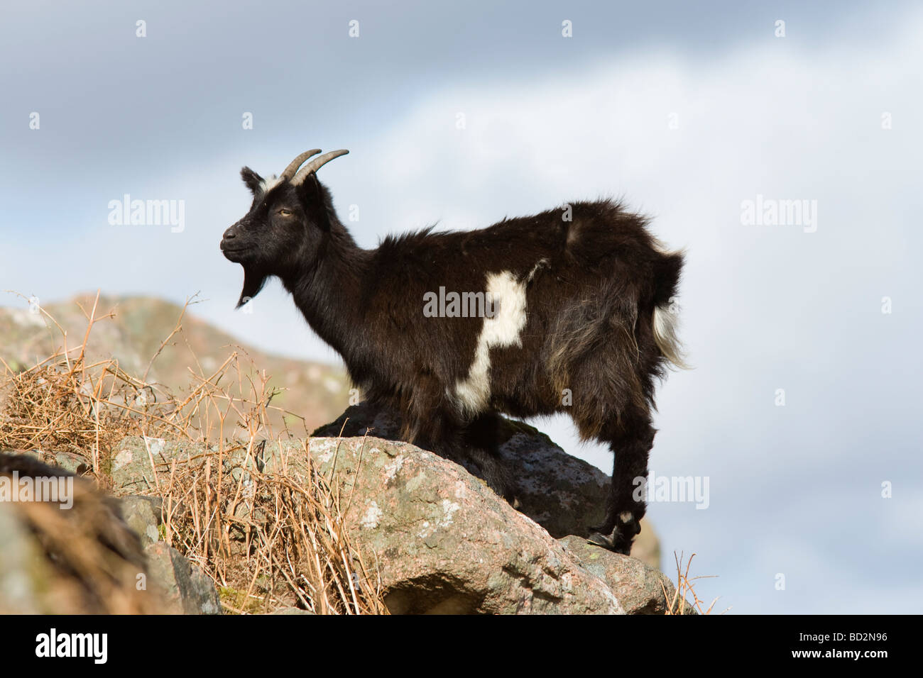 De chèvre Capra hircus sauvages sur les collines au-dessus du Loch Linnhe ouest de l'Écosse Banque D'Images