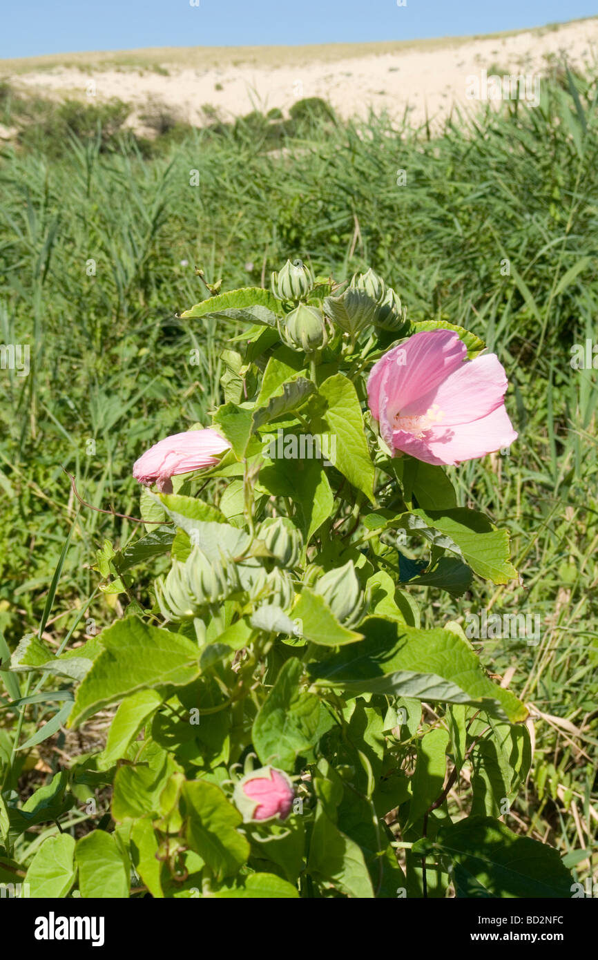 Hibiscus indigènes (Swamp mauve rose), par la rivière Huchet (Landes - France). Hibiscus des marais, le long du courant d'Huchet. Banque D'Images