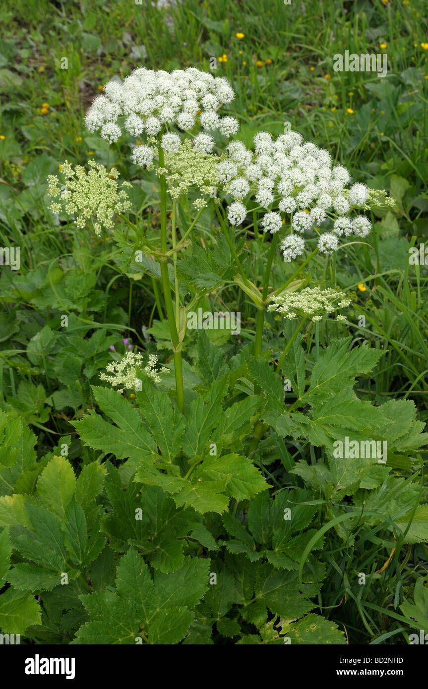 Masterwort, Peucedanum ostruthium Hogfennel (plante à fleurs), Banque D'Images