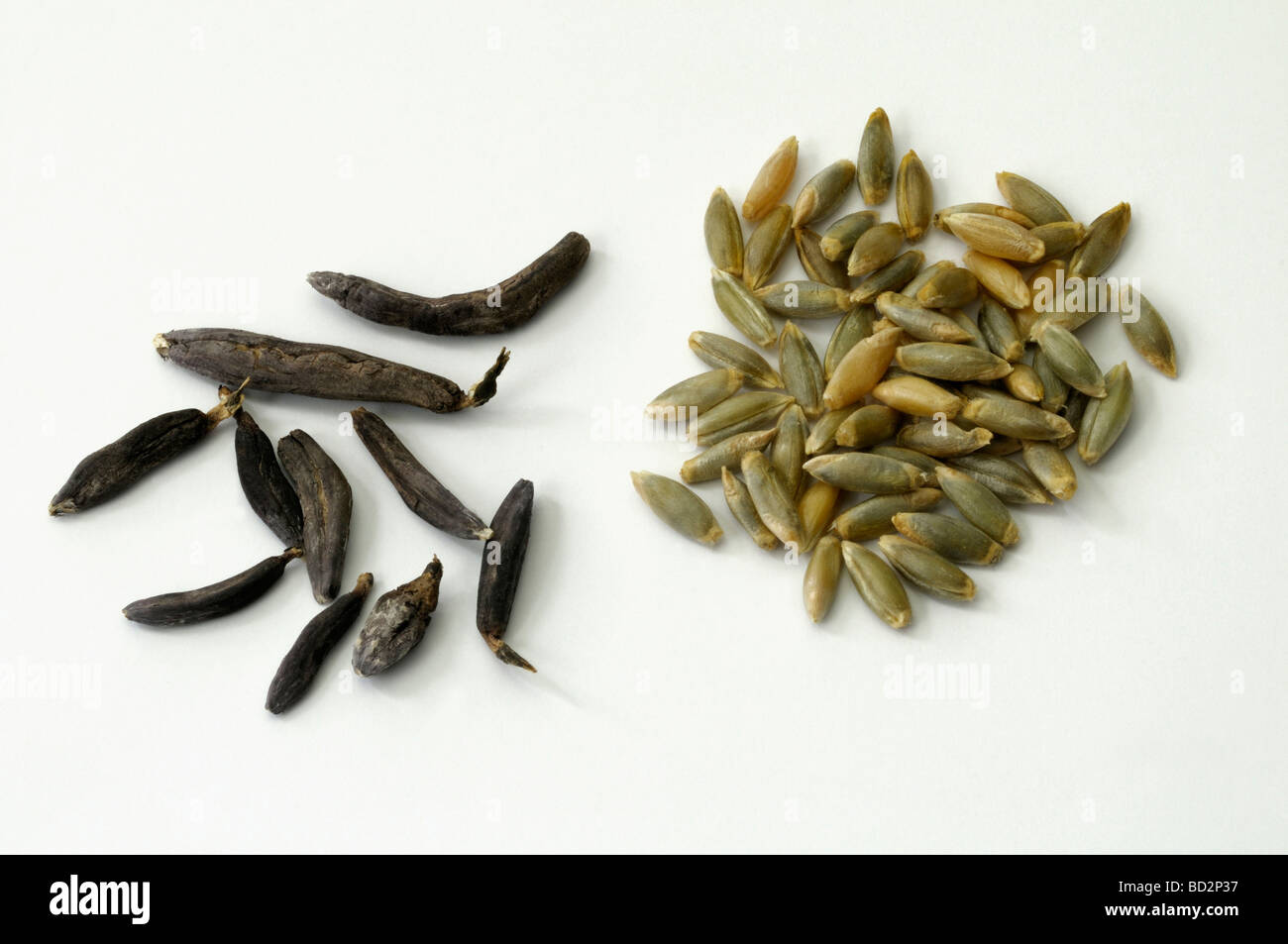L'ergot de seigle, stimulée (Claviceps purpurea). Les noyaux de l'Ergot sclerotium) et sain (graines de seigle, studio photo Banque D'Images L'ergot de seigle, stimulée (Claviceps purpurea). Les noyaux de l'Ergot sclerotium) et sain (graines de seigle, studio photo Banque D'Images