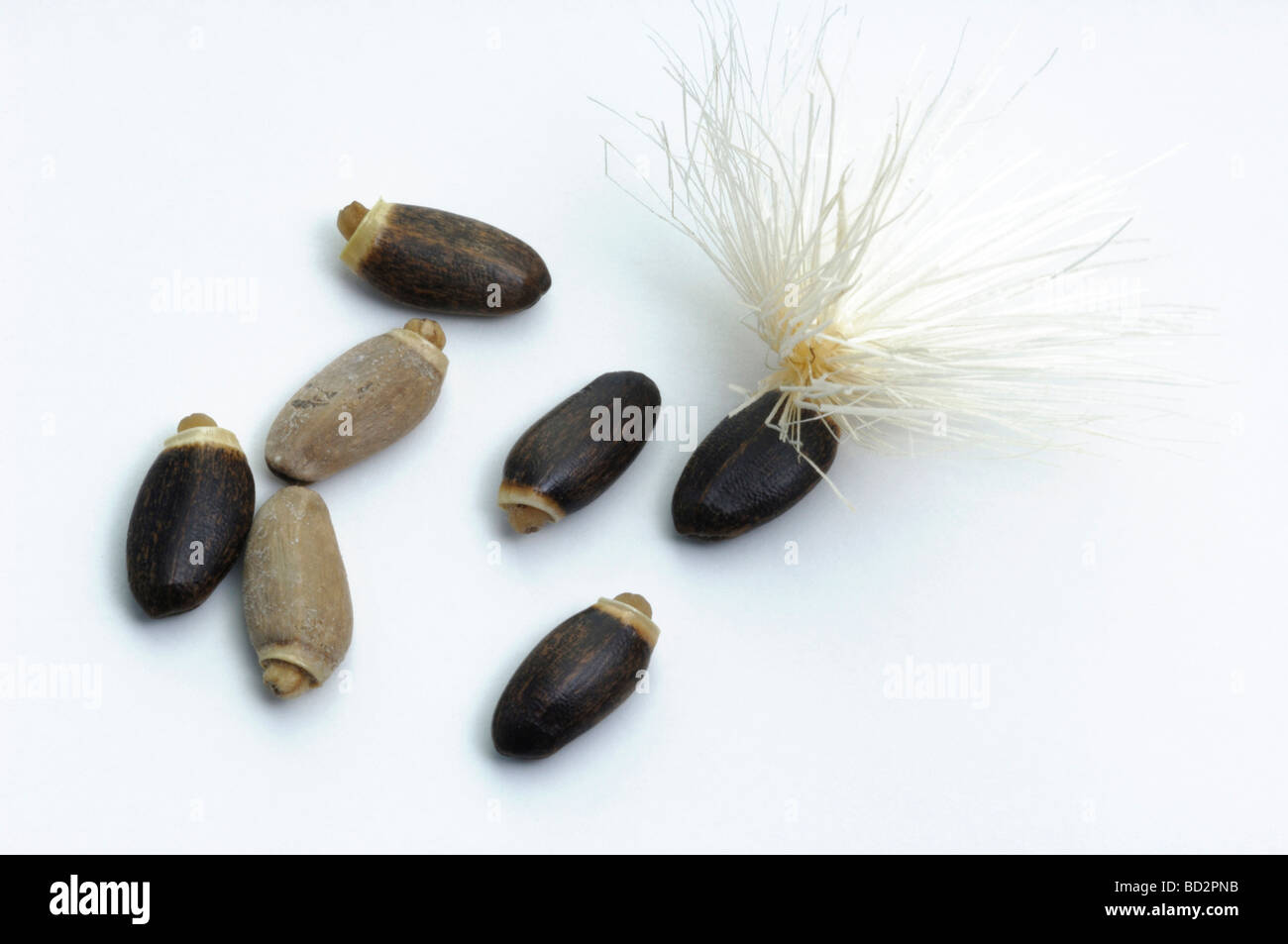Le Chardon béni, notre Ladys Thistle (Silybum marianum). Les graines, l'un des poils qui a attaché la dispersion de l'aide Banque D'Images