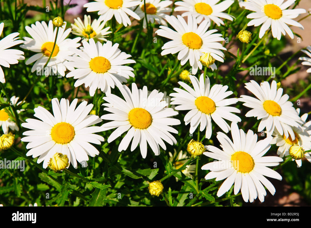 Beaucoup de marguerites sur fond naturel Banque D'Images