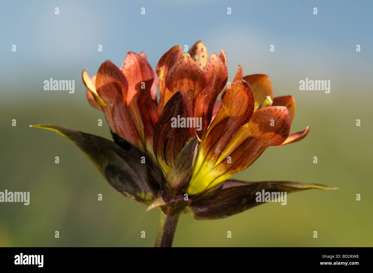 Gentiane pourpre (Gentiana purpurea), fleurs Banque D'Images