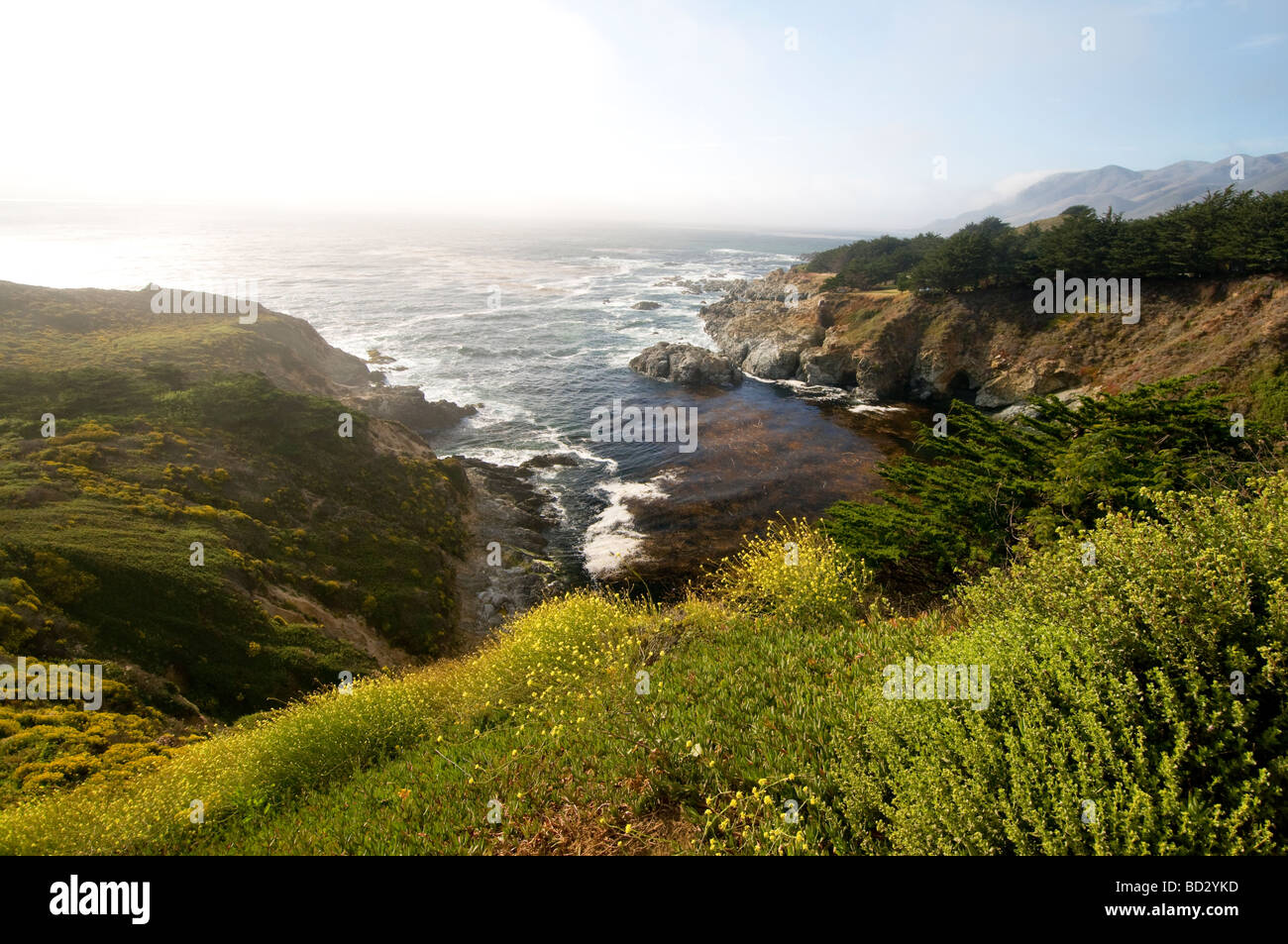 Les fleurs sauvages le long de la côte rocheuse de Big Sur Californie Banque D'Images
