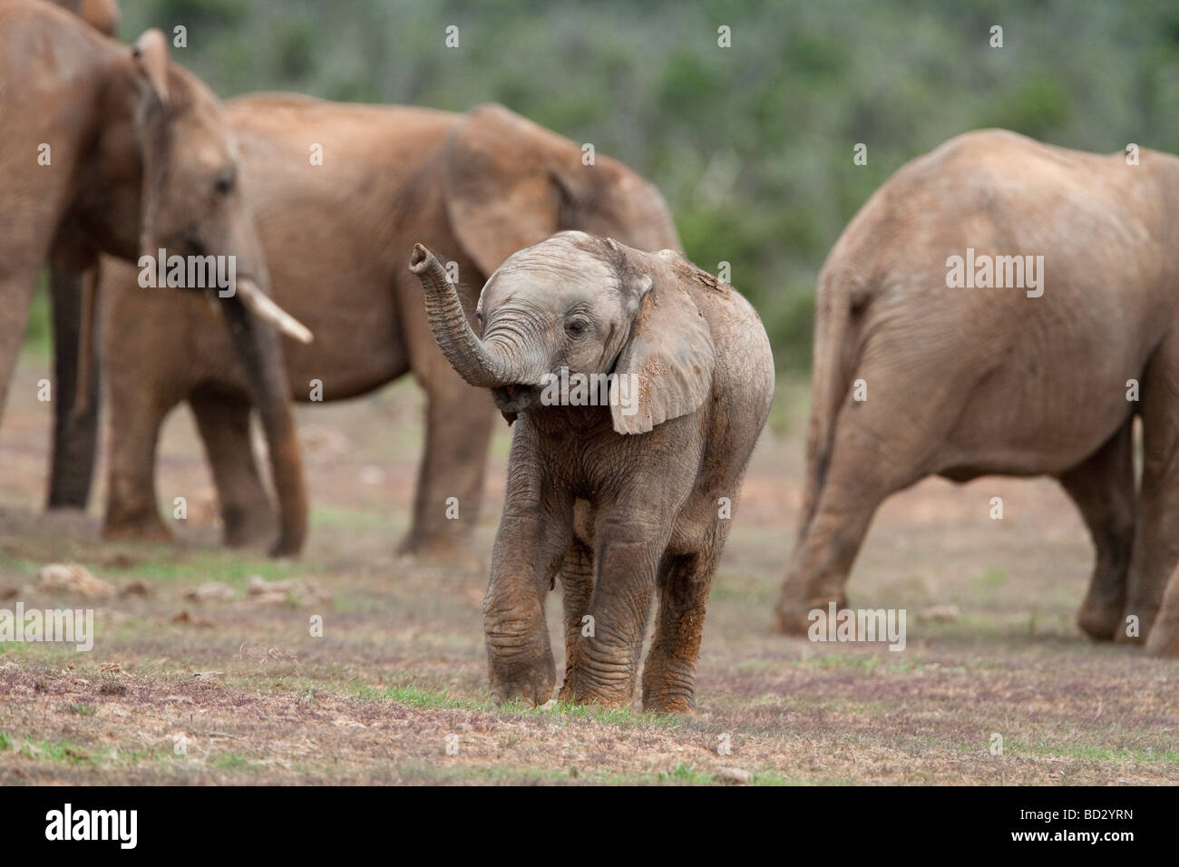 Veau de l'eléphant d'Afrique, Loxodonta africana, l'Addo national park, Afrique du Sud Banque D'Images