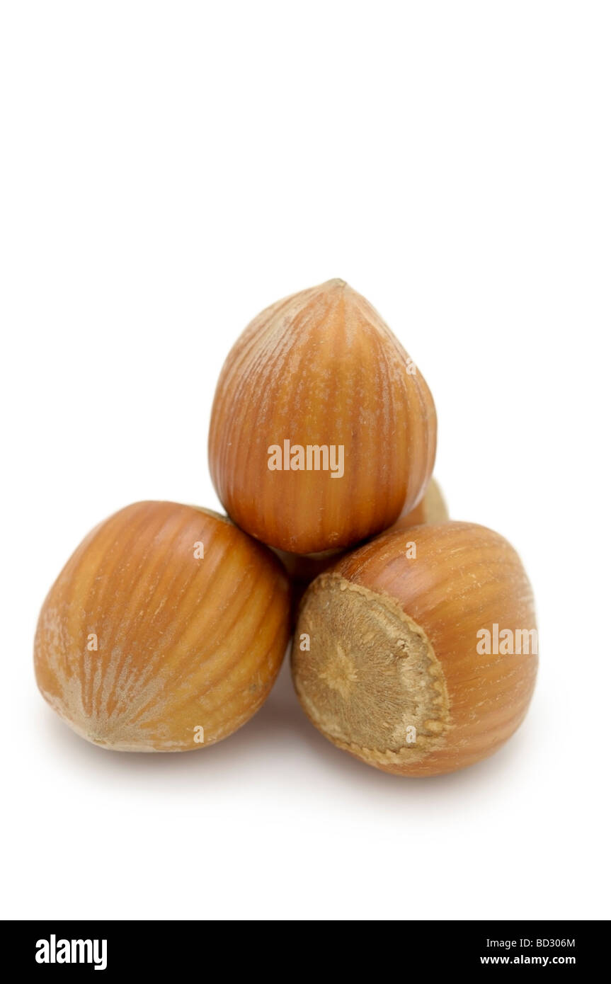 / Les avelines (noisettes) Banque D'Images