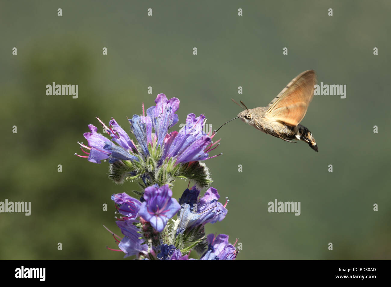 Humming-Bird Hawk-Moth Macroglossum Stellatarum se nourrissant d'Echium vulgare Vipérine commune Banque D'Images