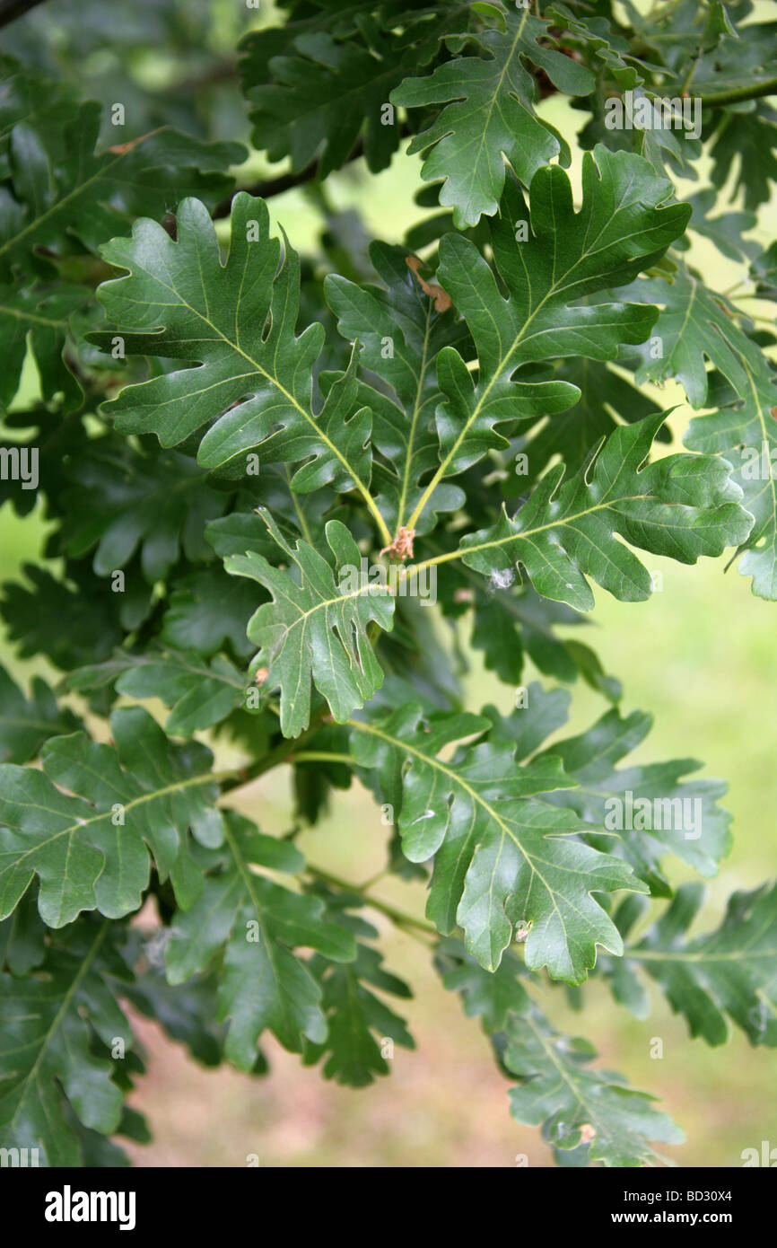 Kasnak les feuilles des arbres de chêne, Quercus vulcanica, Fagaceae, Asie du sud-ouest Banque D'Images