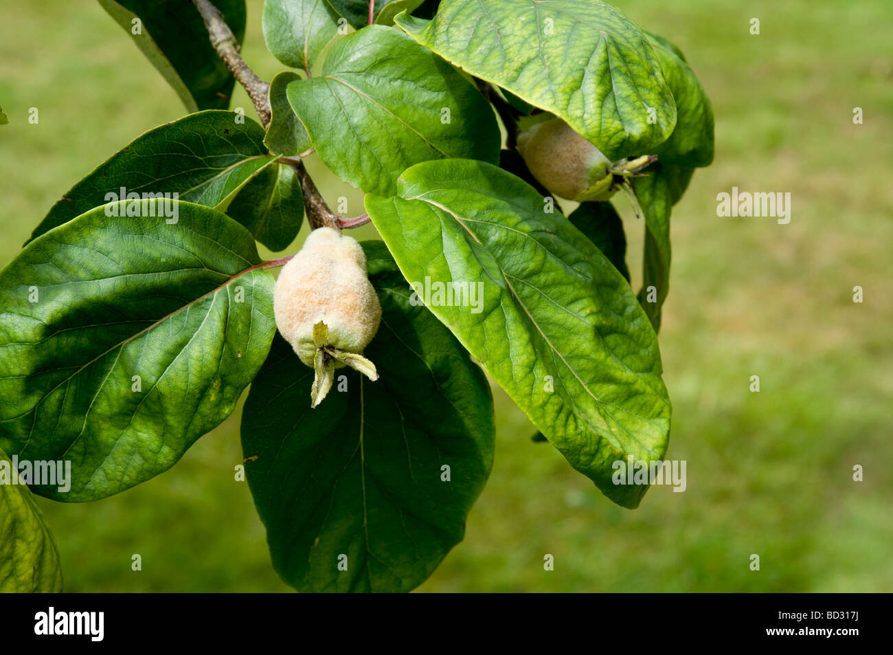Cognassier - Cydonia oblonga, avec les fruits immatures qui sont caractérisées par un poilu temporaire /bas-comme couverture. Banque D'Images Cognassier - Cydonia oblonga, avec les fruits immatures qui sont caractérisées par un poilu temporaire /bas-comme couverture. Banque D'Images
