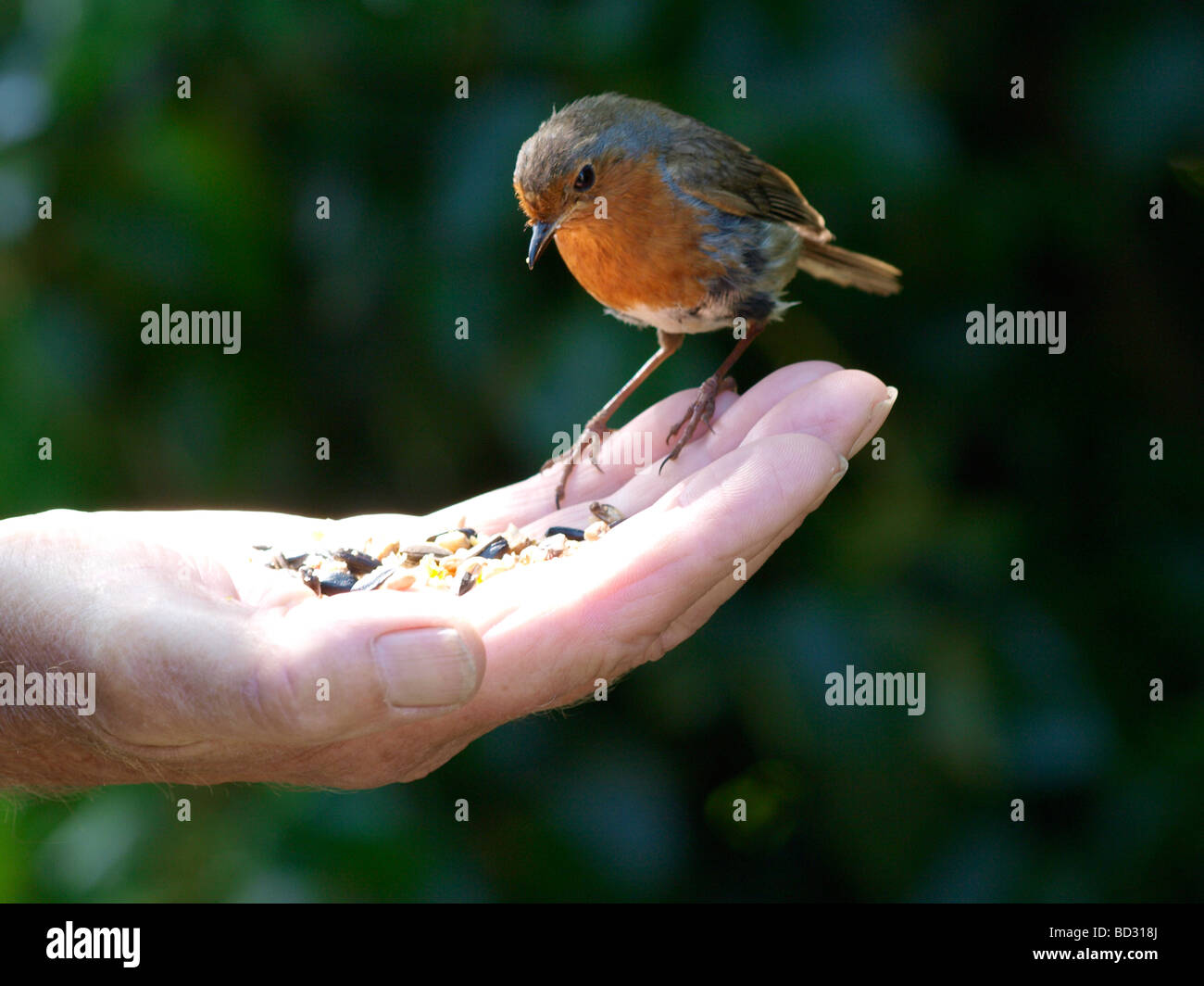 L'alimentation à la main un robin Banque D'Images