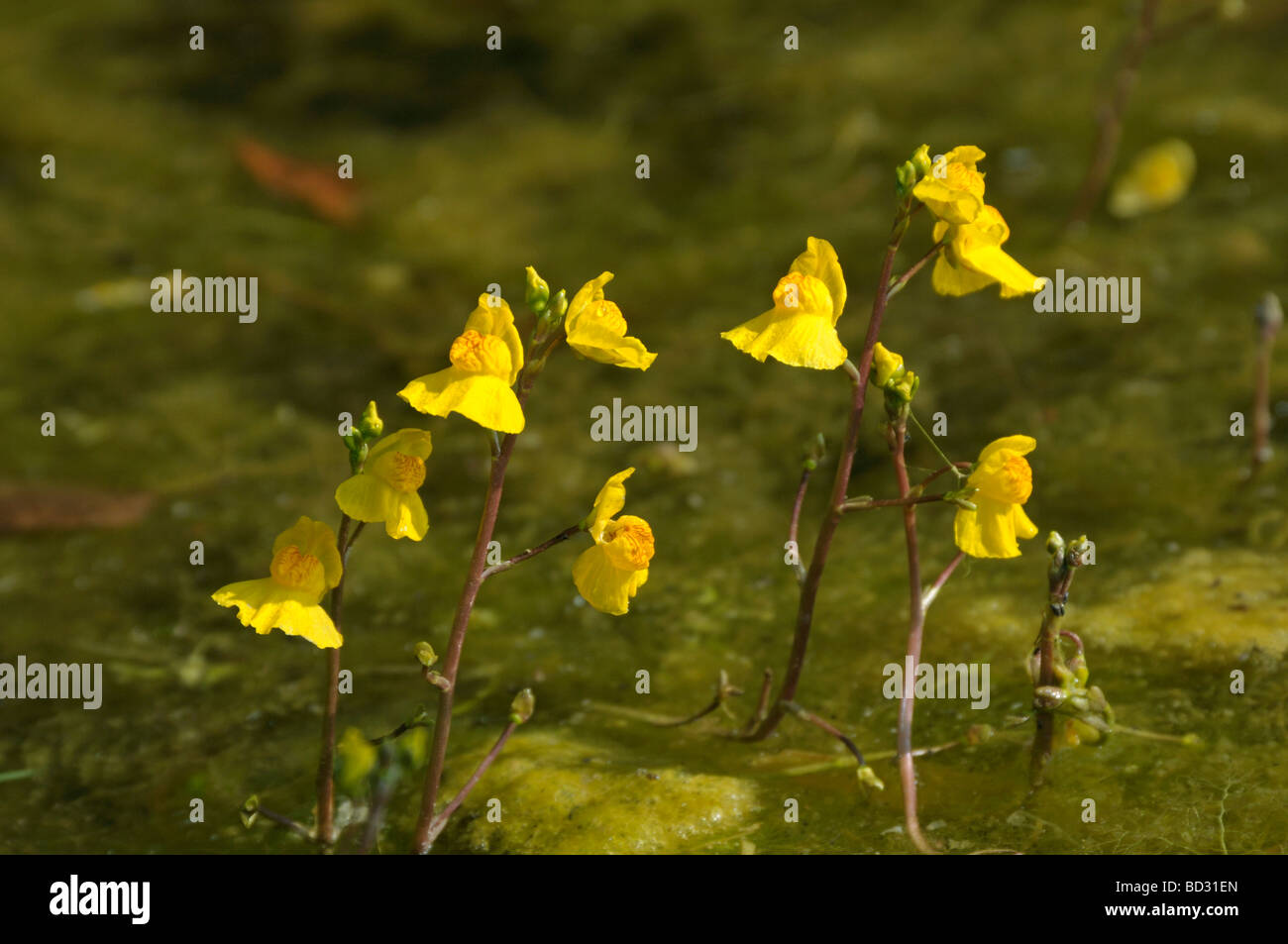 Utriculaire utriculaire commune, une plus grande (Utricularia vulgaris), la floraison Banque D'Images