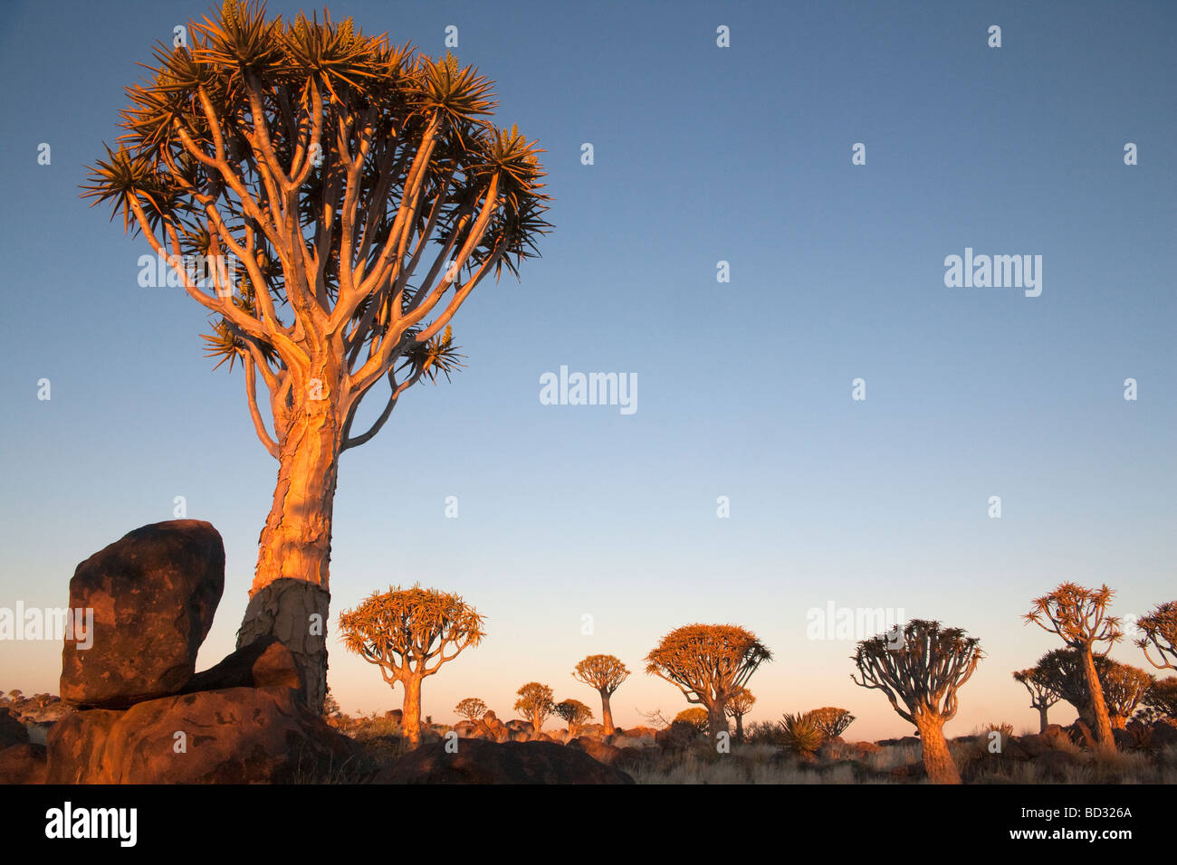 Aloe dichotoma Quiver Tree Forest Quiver Tree Keetmanshoop Namibie Afrique du Sud Banque D'Images