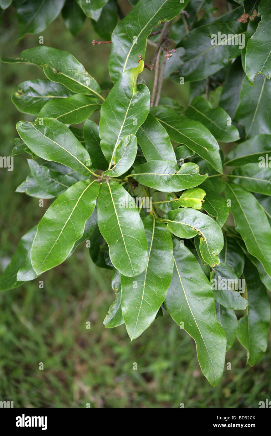 Les feuilles des arbres de chêne bardeaux, Quercus imbricaria, Fagaceae, sud-est de l'USA, Amérique du Nord Banque D'Images