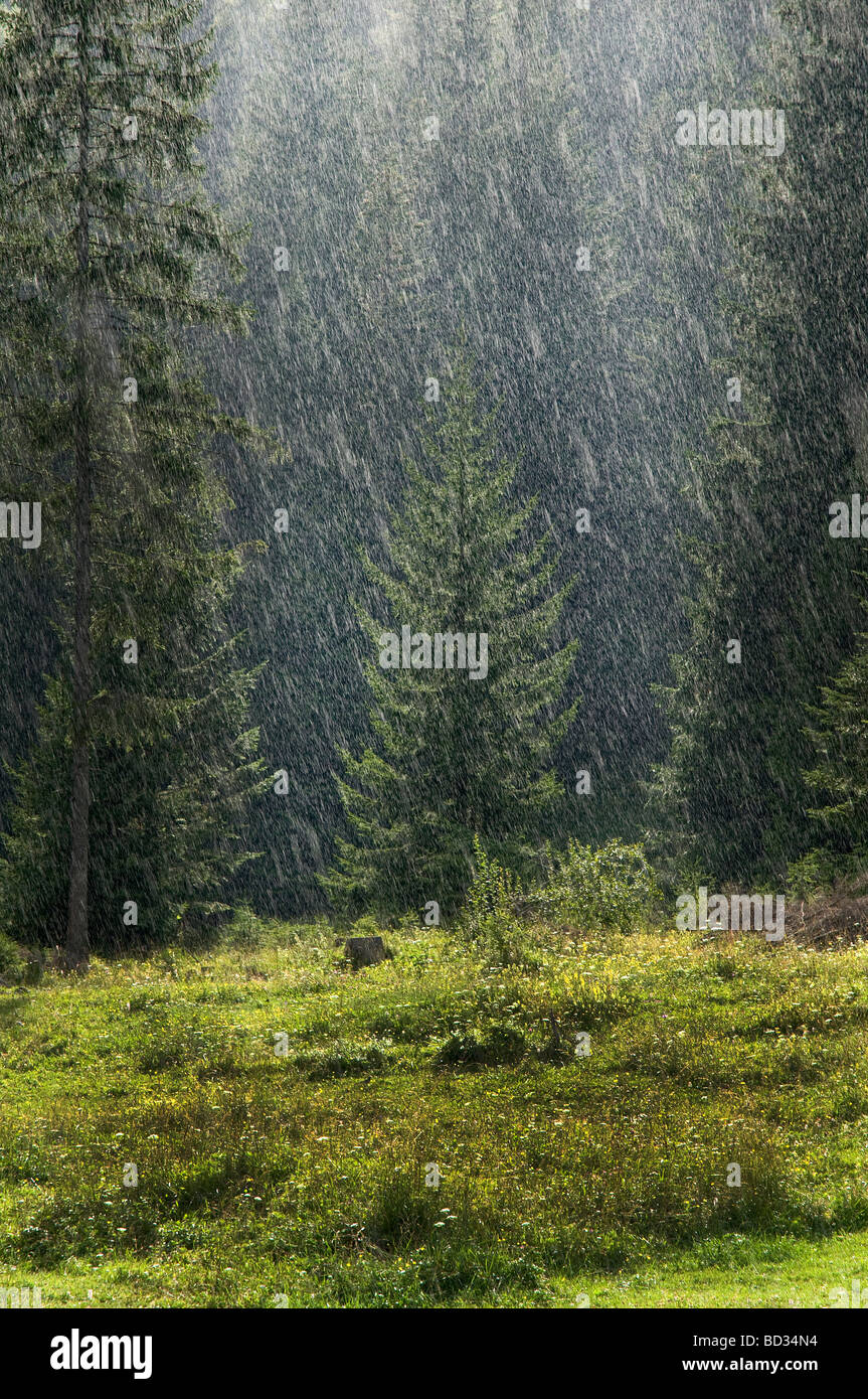 La pluie dans la forêt de Tarvisio Banque D'Images