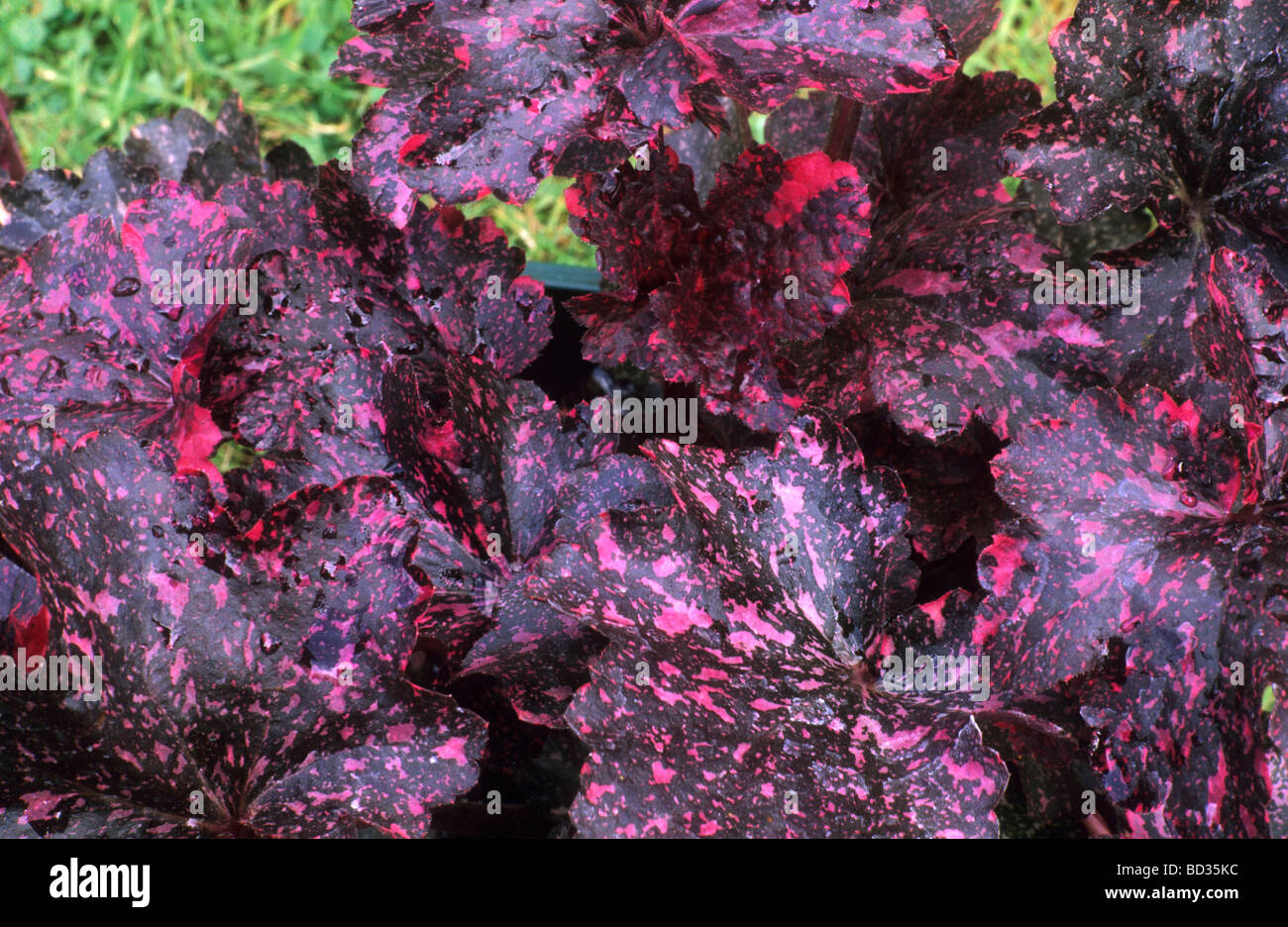 Heuchera 'Midnight Rose' feuillage rouge foncé plantes jardin des plantes Banque D'Images