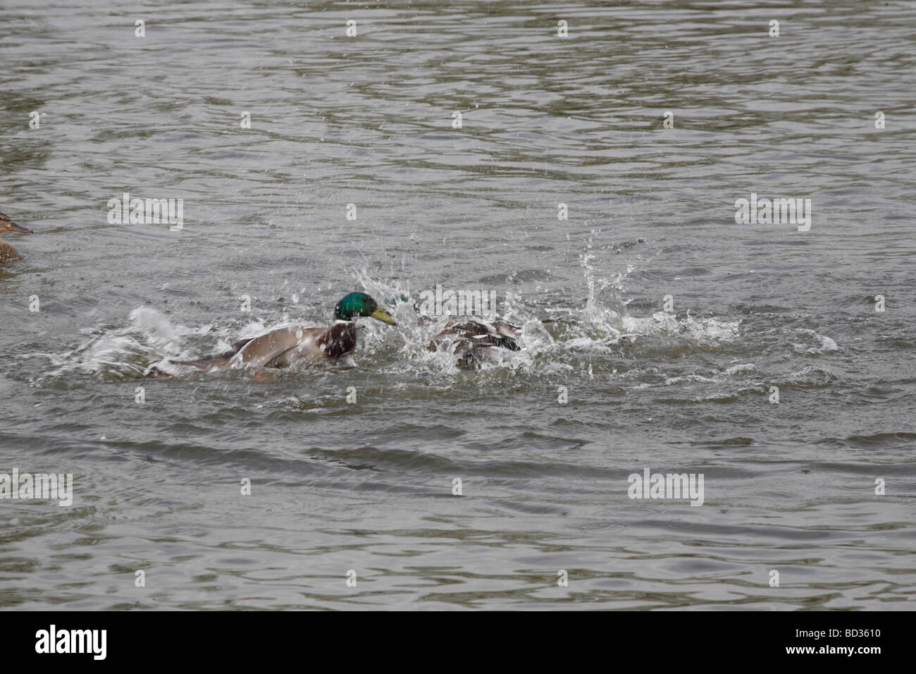 Canards combats Fairburn Ings Réserve Naturelle RSPB Castleford West Yorkshire UK Banque D'Images