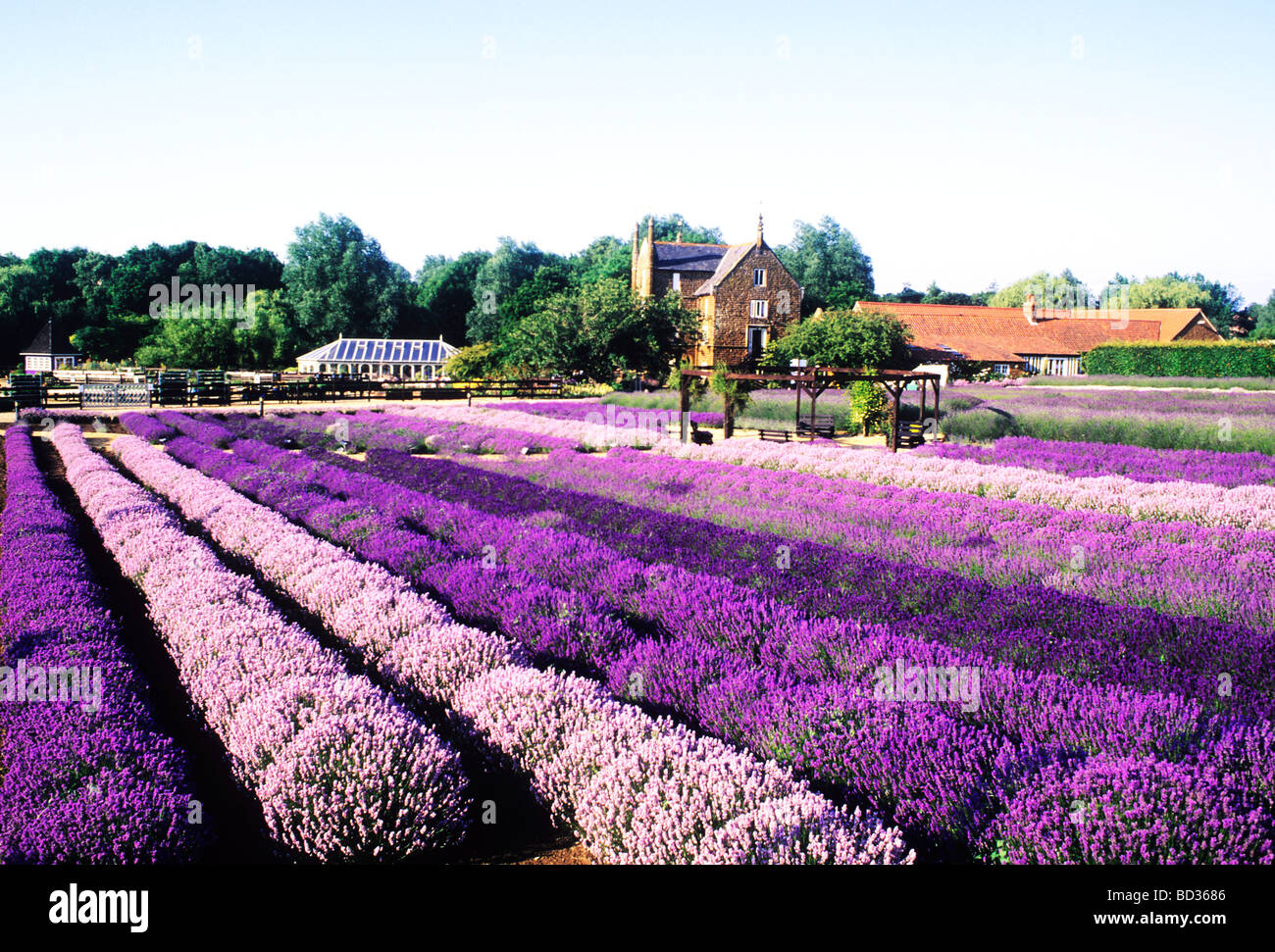 Caley Lavande Norfolk Norfolk Heacham Moulin champ champs de couleur violet à rayures rayures couleur coloré et pittoresque Banque D'Images