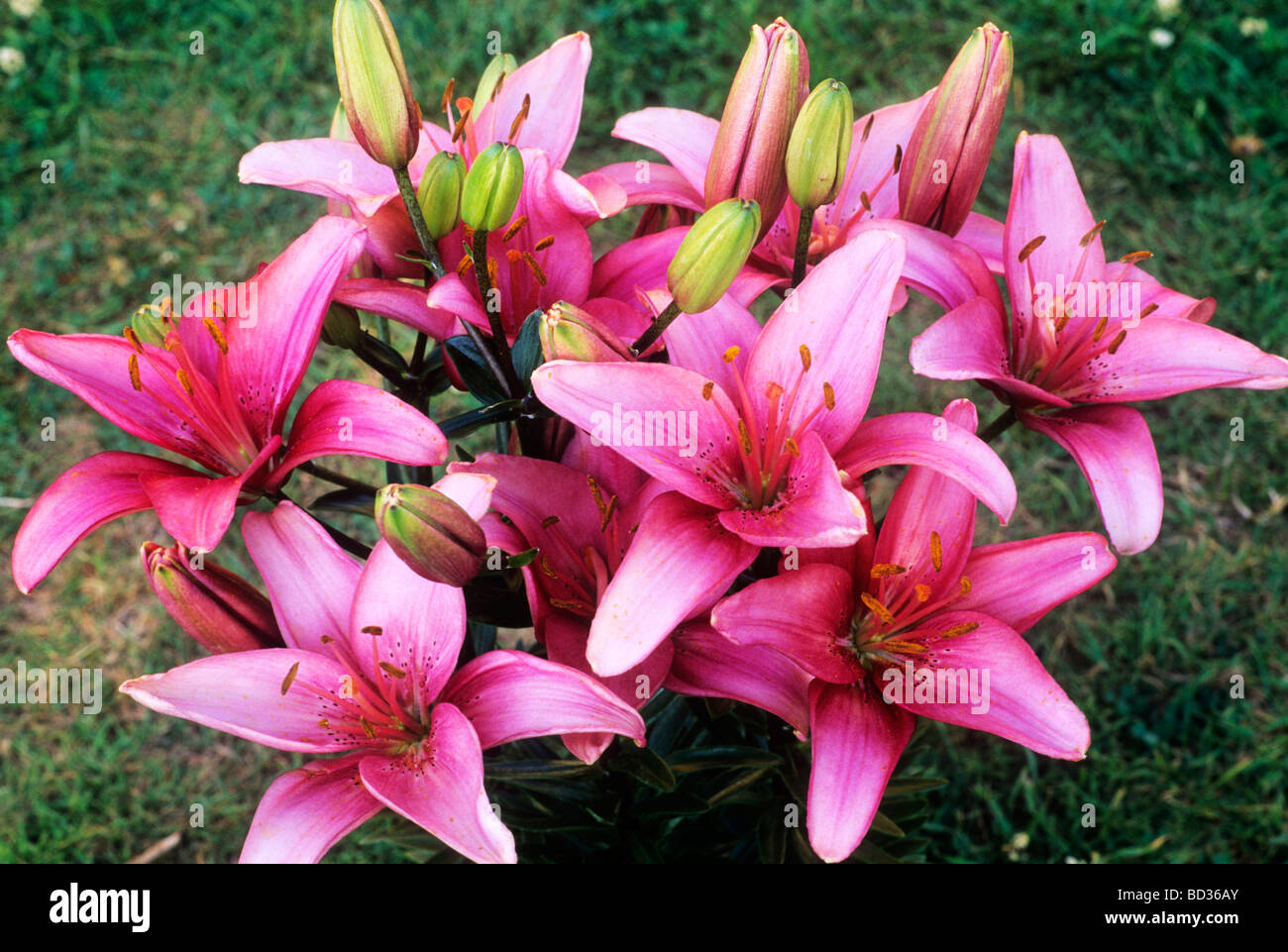 Lilium 'Pink' Fleur de lys oriental nain jardin fleurs plantes aromatiques  plantes Photo Stock - Alamy