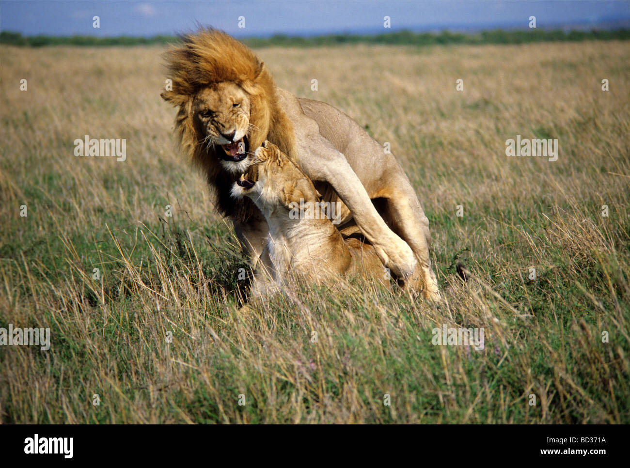 Lions (Panthera leo) correspondant à Masai Mara Game Reserve, Kenya Banque D'Images