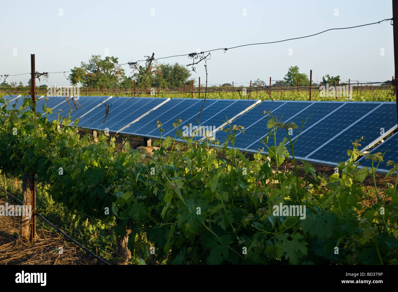 Panneaux solaires en exploitation viticole. Banque D'Images