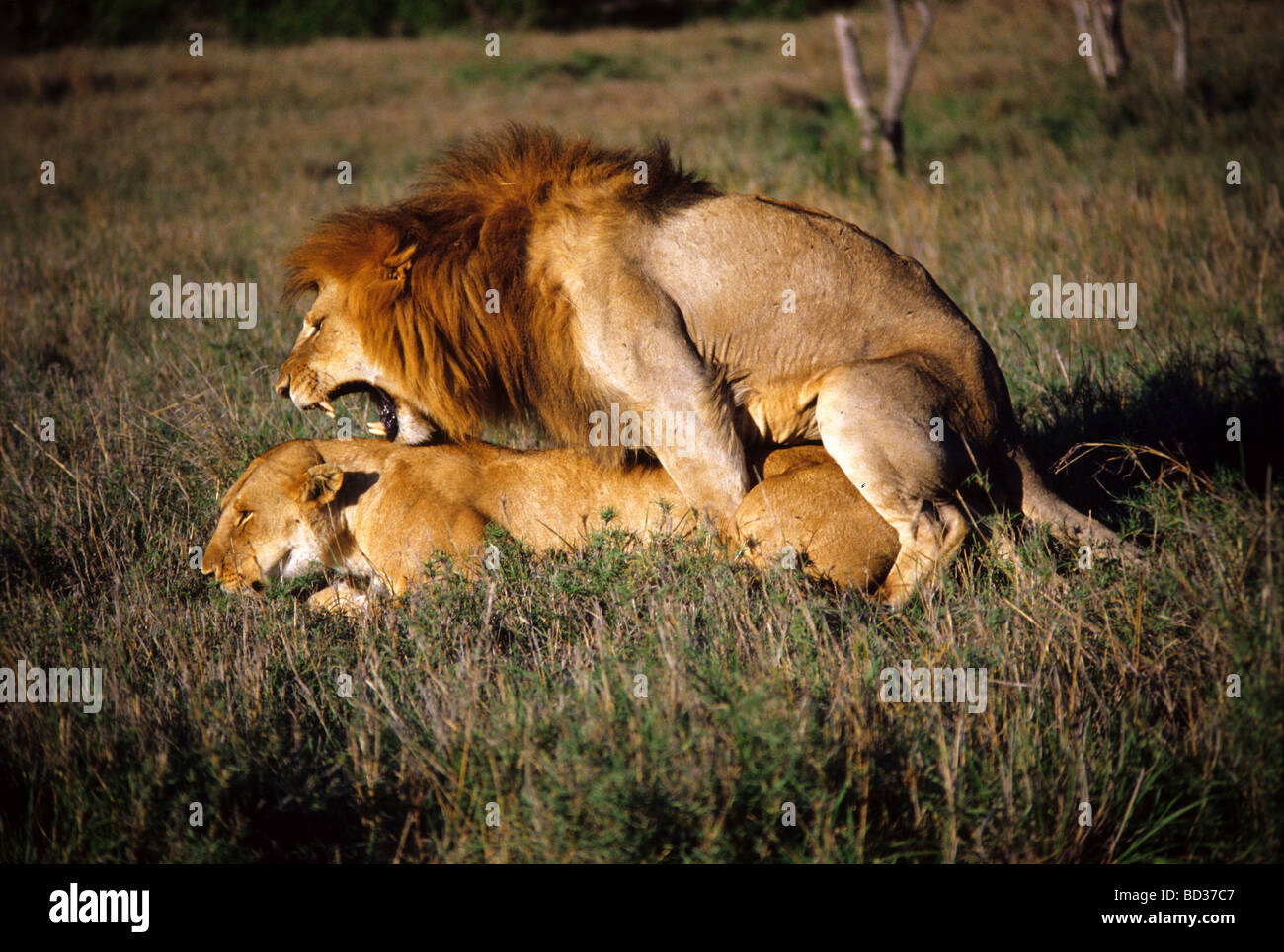 Les Lions (Panthera leo) se mariant dans les plaines africaines ouvertes, Masai Mara Game Reserve, Kenya Banque D'Images
