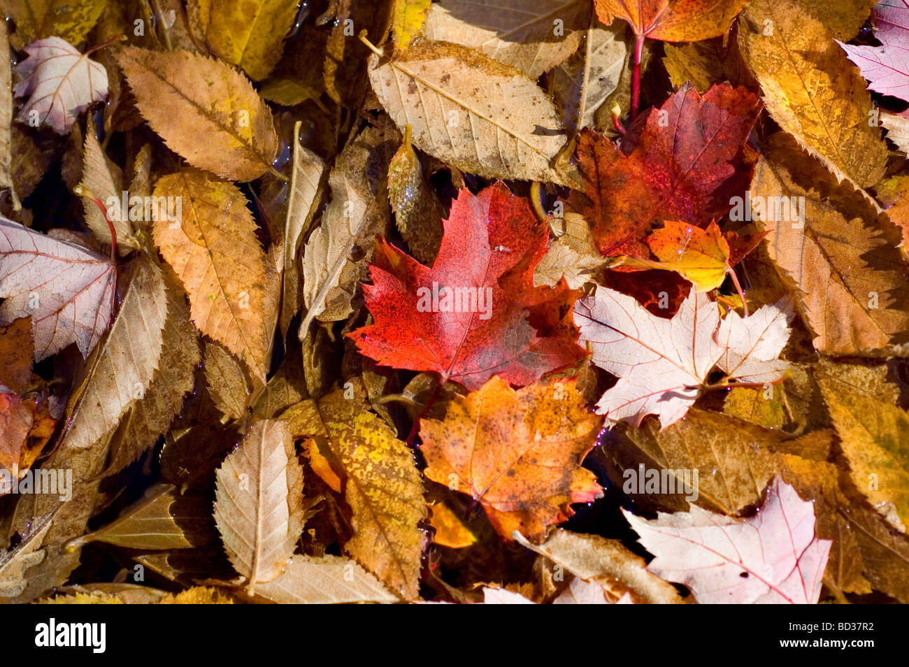 Les feuilles d'automne sur le sol de texture d'arrière-plan Banque D'Images