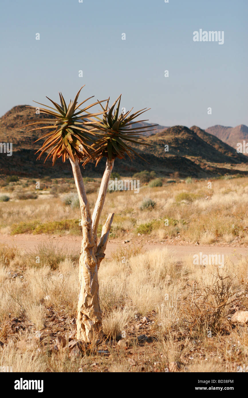 Un arbre carquois kokerboom (Aloe dichotoma) contraste contre un ciel bleu dans la province du Cap du Nord de l'Afrique du Sud Banque D'Images