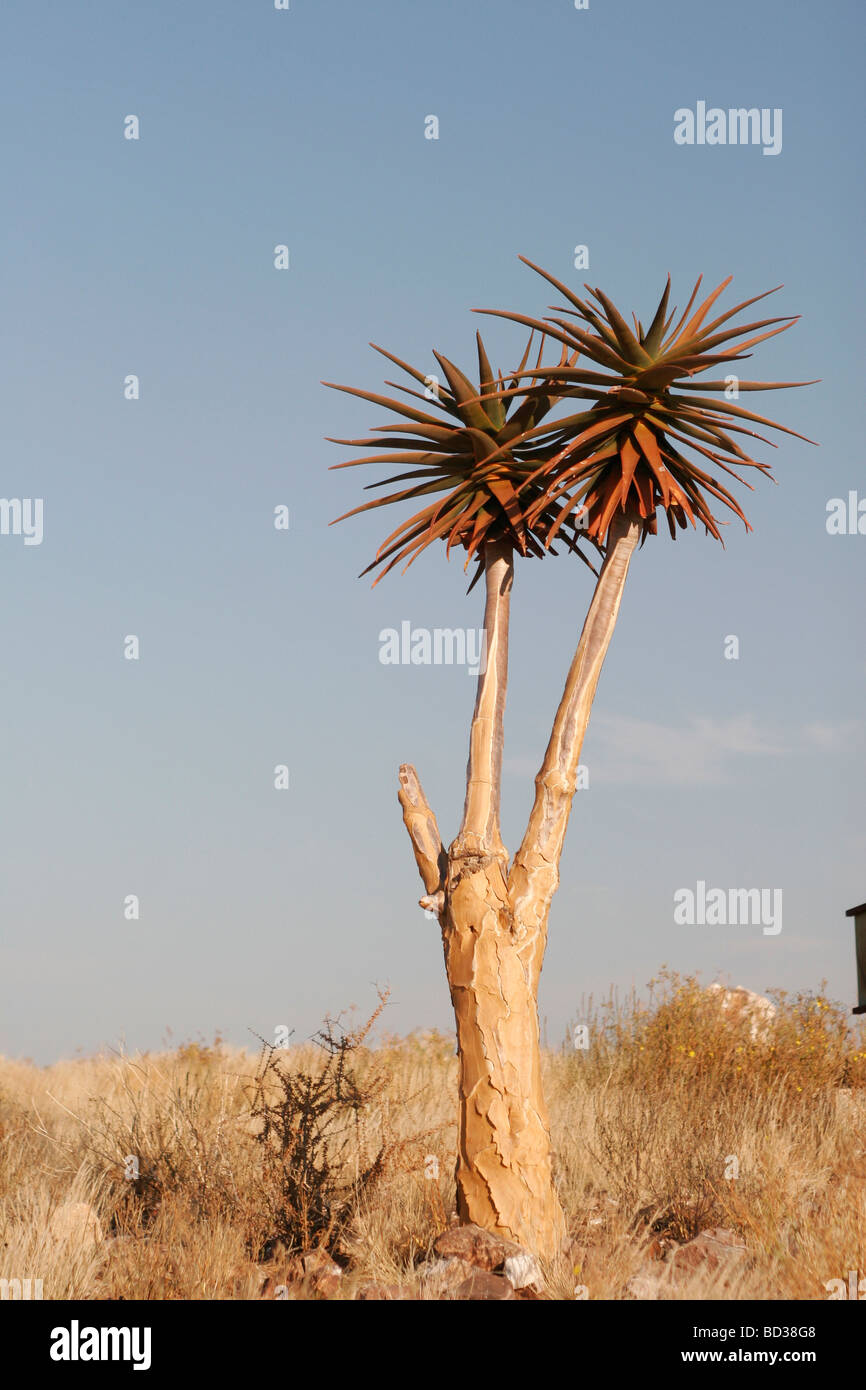Un arbre carquois kokerboom (Aloe dichotoma) contraste contre un ciel bleu dans la province du Cap du Nord de l'Afrique du Sud Banque D'Images