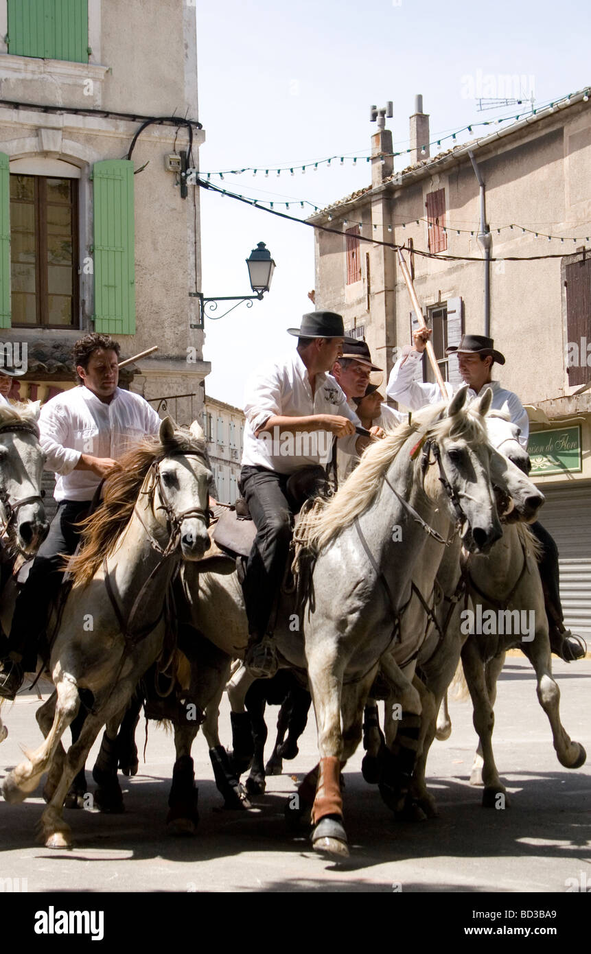 Camargue tuteurs sur leurs chevaux blancs le troupeau de taureaux noirs à travers les rues sur le chemin de l'arène Banque D'Images