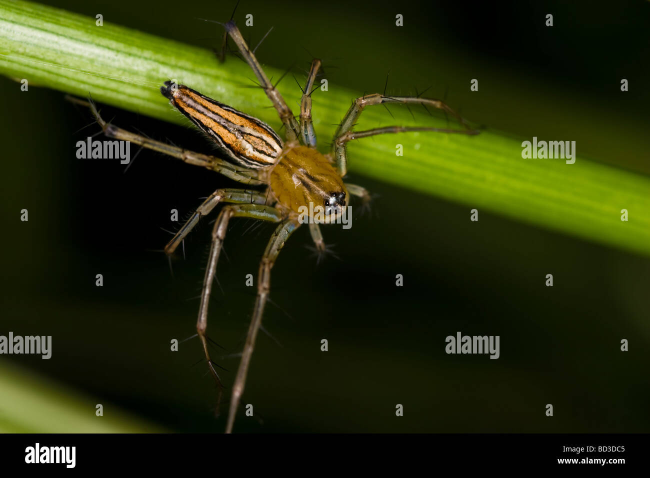 Araignée de jardin Banque D'Images