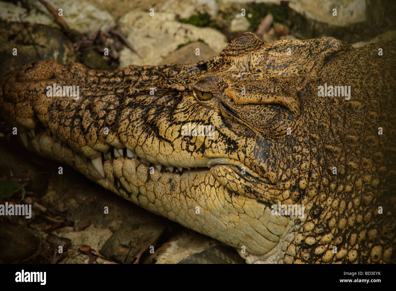 Dans le crocodile Semenggoh Wildlife Sanctuary près de Sarawak Kuching Bornéo Malaisie Asie du sud-est Banque D'Images