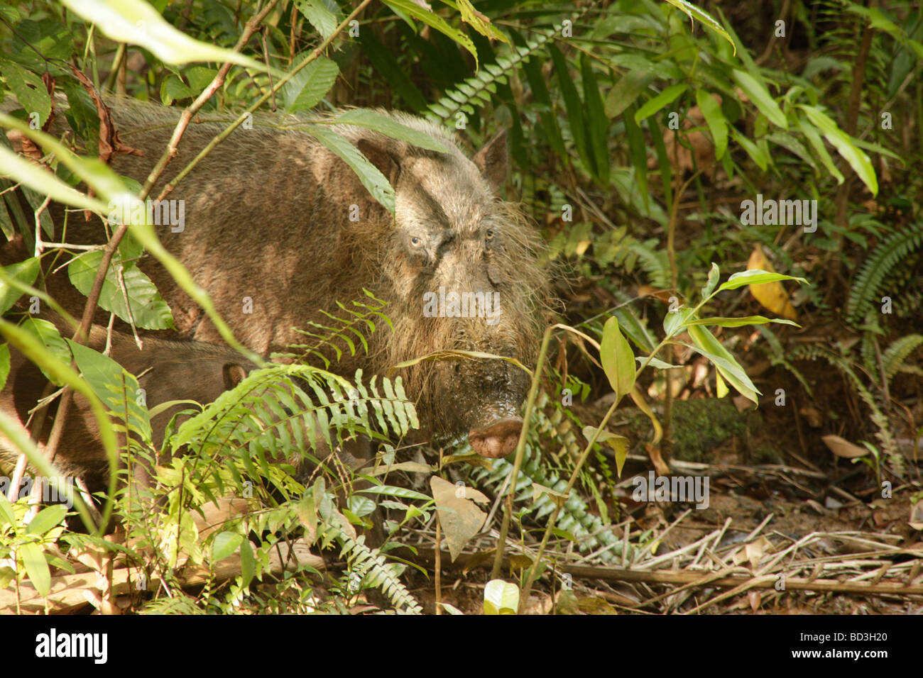 Cochon barbu Bornéo Sus barbatus dans le parc national de Bako près de Sarawak Kuching Bornéo Malaisie Asie du sud-est Banque D'Images
