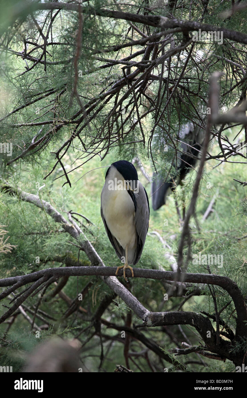 Night Heron Nycticorax nycticorax Camargue France Banque D'Images