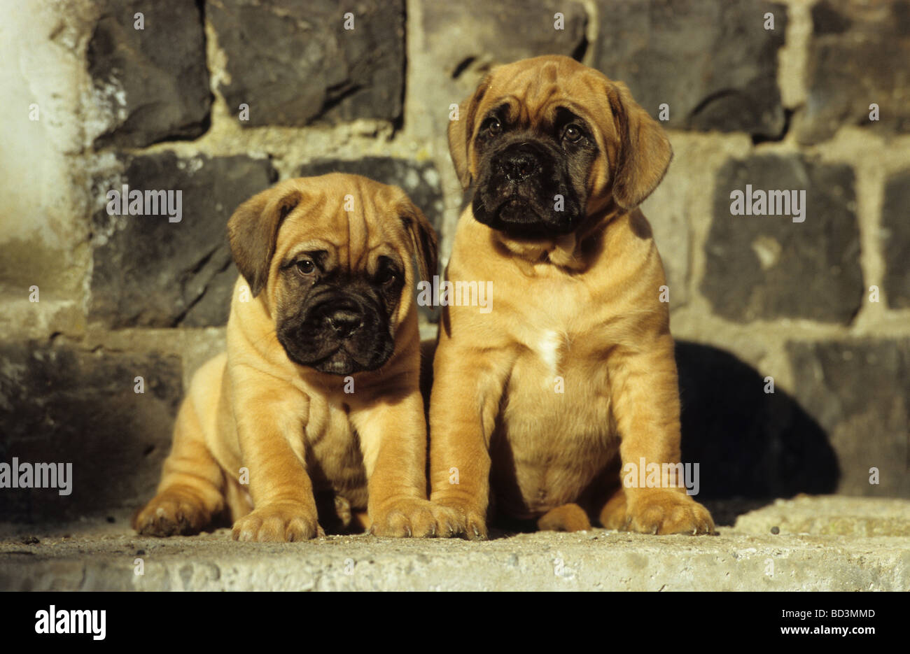 Dogue de Bordeaux, Dogue de Bordeaux (Canis lupus familiaris), deux chiots assis en face d'un mur Banque D'Images