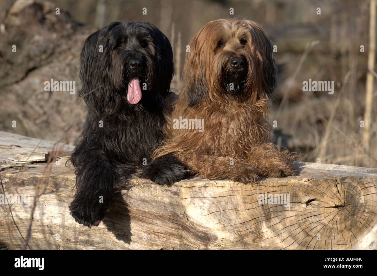 Briard (Canis lupus familiaris), noir et marron chien couché près l'un de l'autre Banque D'Images