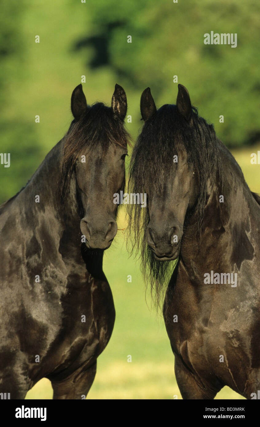 Cheval frison (Equus ferus caballus), deux mares à la recherche dans l'appareil photo Banque D'Images