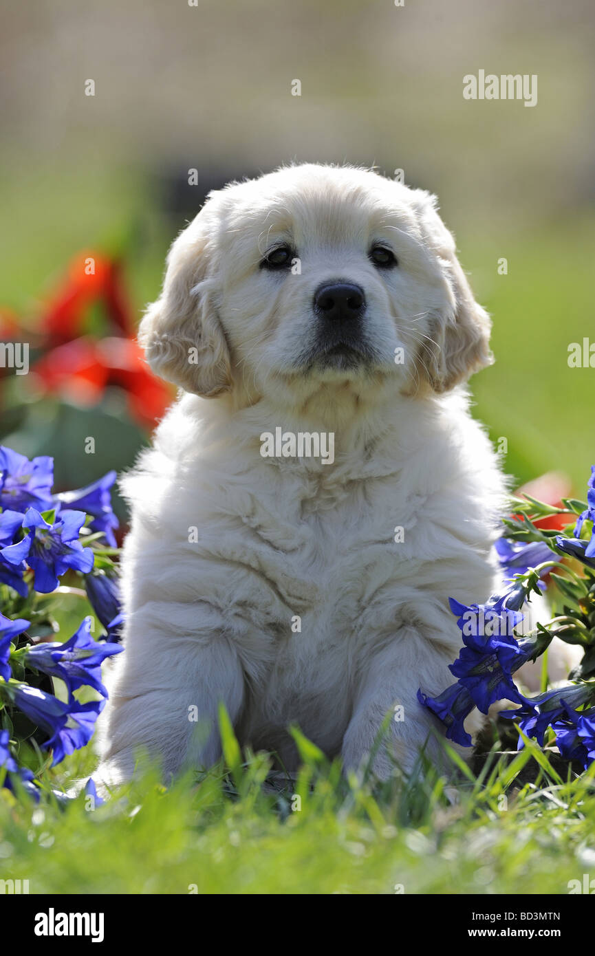 Golden Retriever (Canis lupus familiaris), puppy sitting chez les fleurs de la Gentiane Banque D'Images