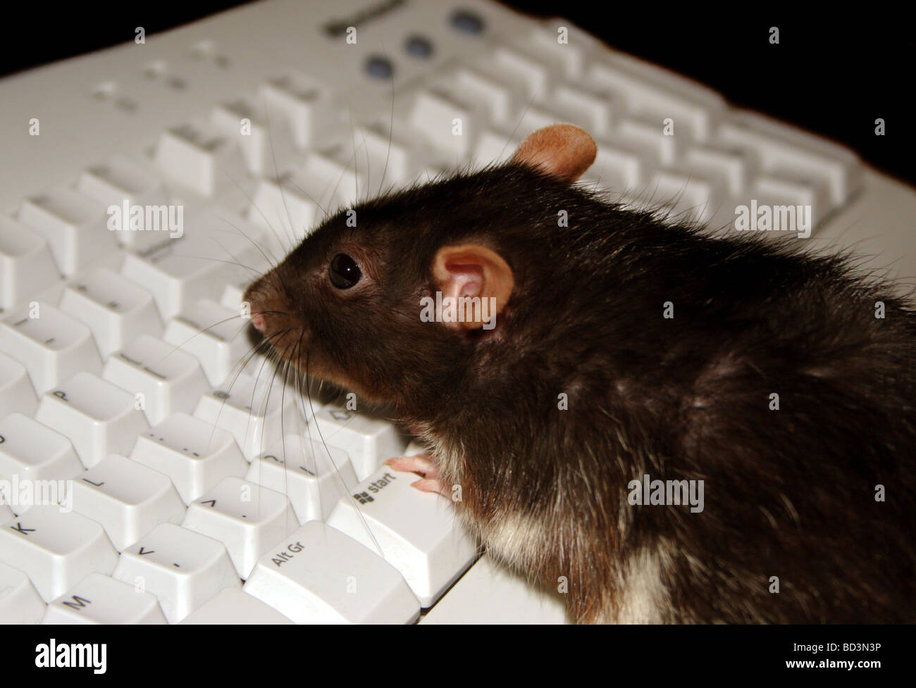 Berkshire femelle du rat (Rattus norvegicus) sur le clavier de l'ordinateur Banque D'Images