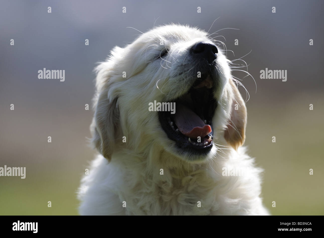 Golden Retriever (Canis lupus familiaris), le bâillement chiot Banque D'Images