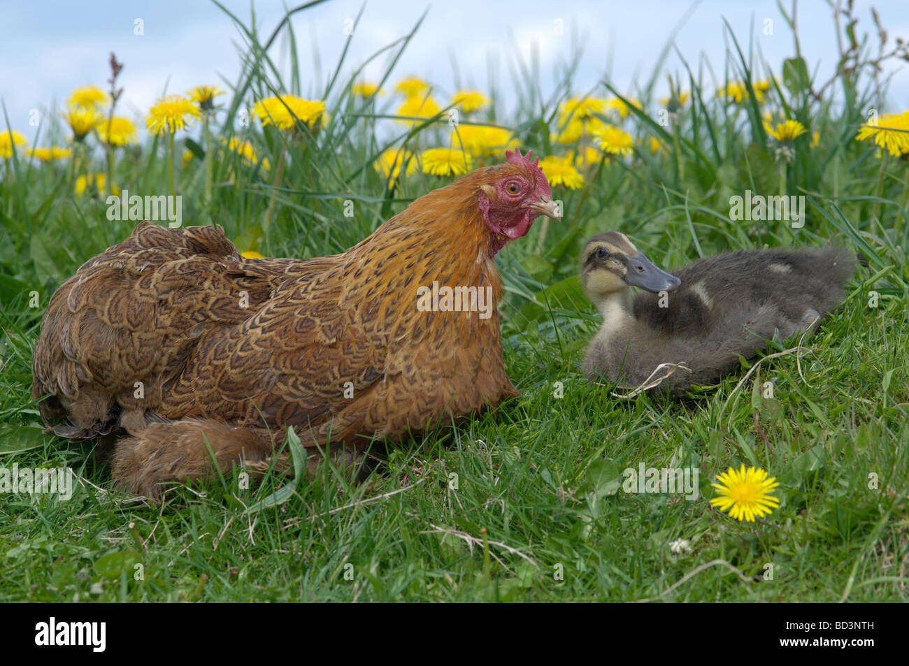 Poulet domestique (Gallus domesticus), hen assis avec des canard (Anas platyrhynchos) dans l'herbe Banque D'Images