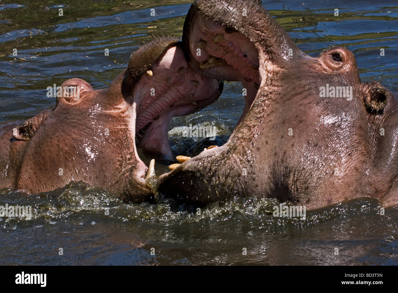 Hippopotame (Hippopotamus amphibius) épouse et enfants jouer veau-la lutte contre l'Afrique de l'Est Banque D'Images