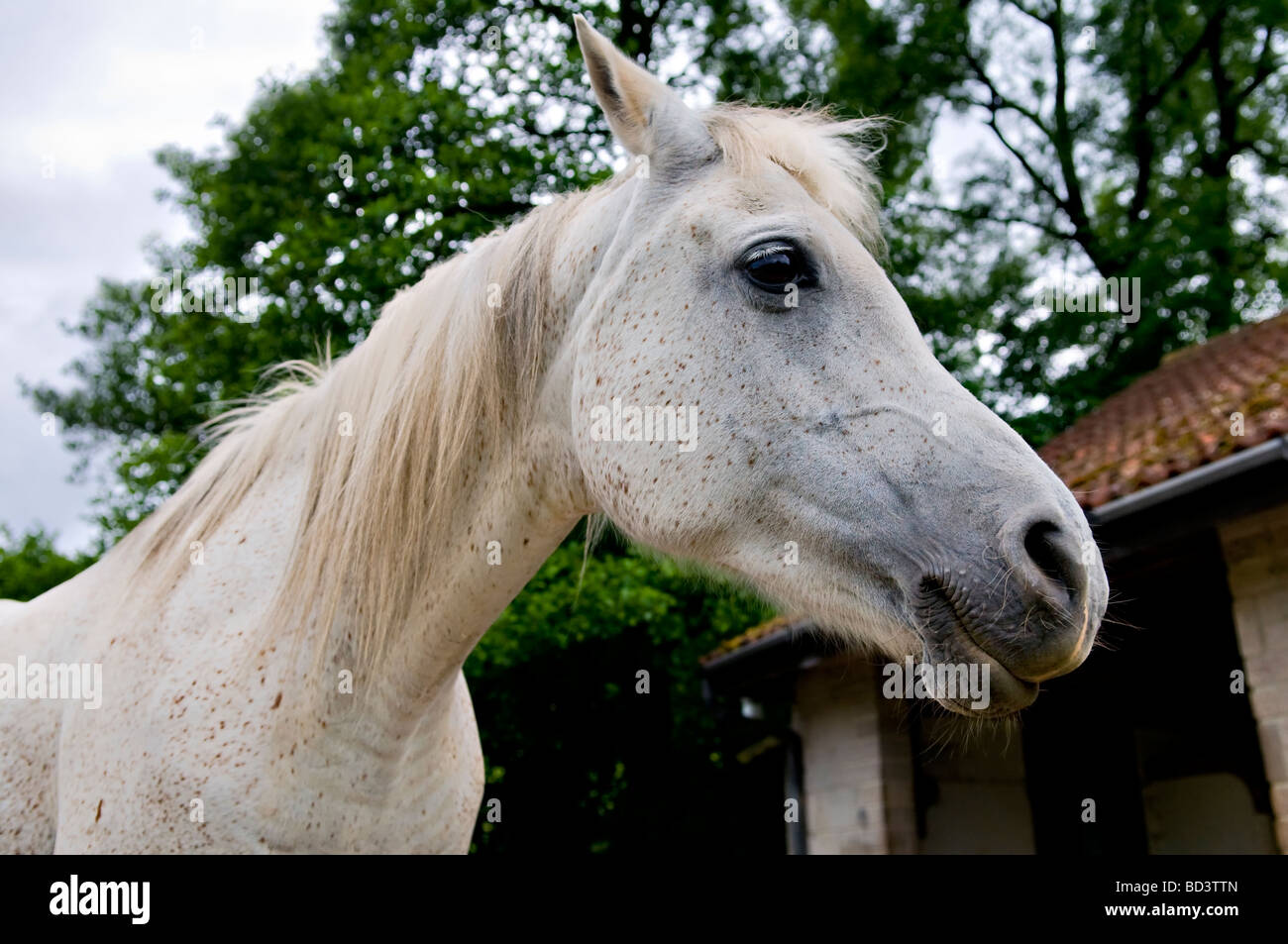Head shot of a white face chevaux arabes mare Banque D'Images