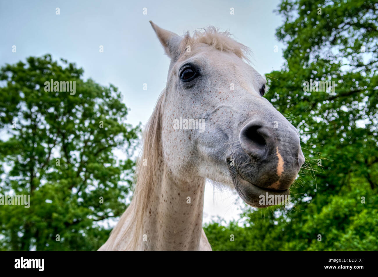 Head shot of a white face chevaux arabes mare Banque D'Images