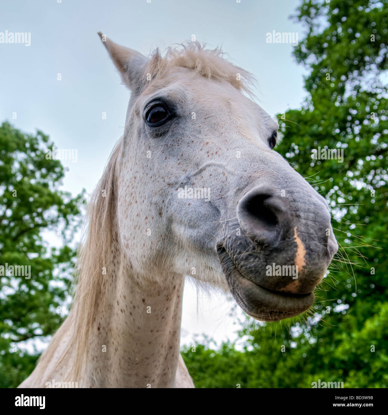 Head shot of a white face chevaux arabes mare Banque D'Images