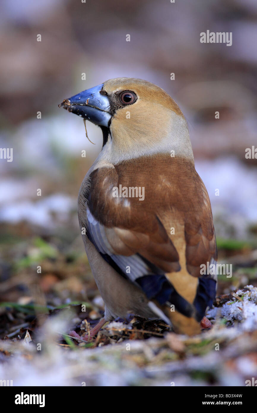 Coccothraustes coccothraustes Hawfinch,, UK. Banque D'Images