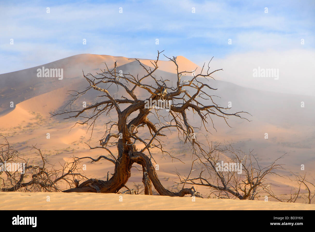 Camelthorn tree acacia erioloba mort contre des dunes de sable du désert du Namib en Namibie du sud, près de pan Koichab Banque D'Images